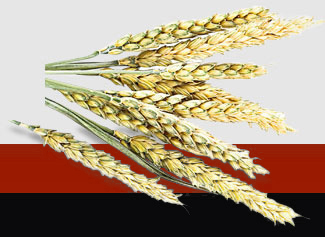 腾博会官网 - 诚信为本,专业服务!