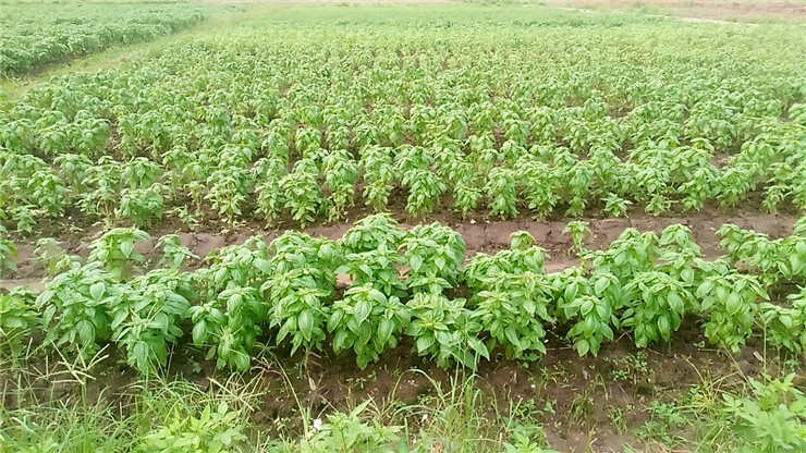 腾博会官网 - 诚信为本,专业服务!